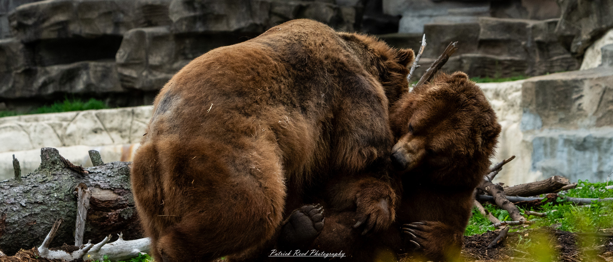 Two grizzly bears play-fighting in naturalistic enclosure at the Detroit Zoo